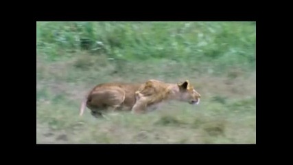 Лъвици срещу зебри 