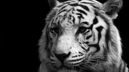 Schodt Feat. Aida Fenhel - White Tiger (matt Lange 2012 Re-master)