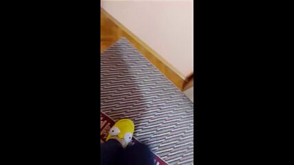Vid_20230310_171446.mp4