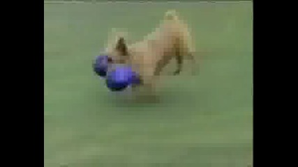 Funny, Funny Dogs:)