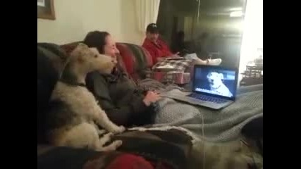 Куче говори по скайп с друго куче