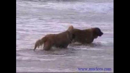 Leonbergers Just Want To Have Fun!.flv