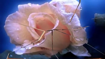 Kissing - Bliss