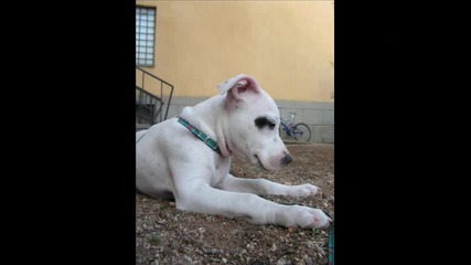 Pitbull Hera