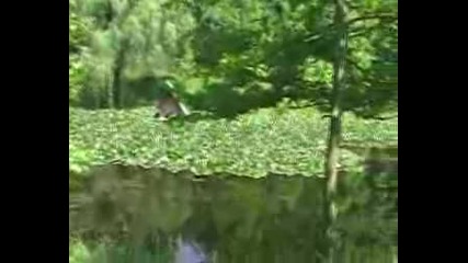 Русе-Николово