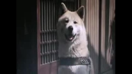 Историята на кучето Хачико