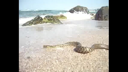 Змия Уплаши Половин Плаж На Морето, ..