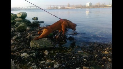 Питбулът Лейла на 10 месеца