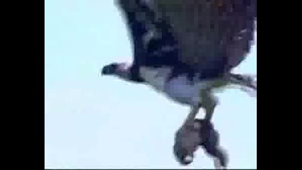 Харпия - Орел ловува ленивец