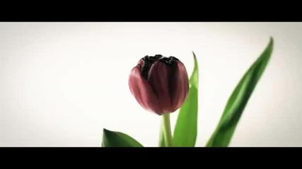 Mayrah - No Fake Love