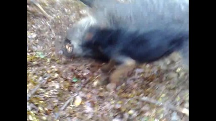264kg. prase s.strelci