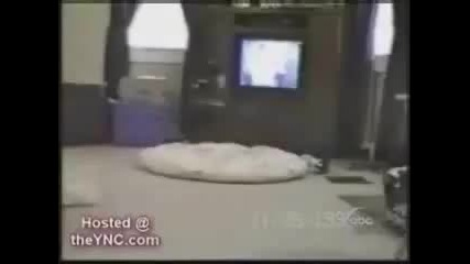 полодели котки трябва да се види !!!!!!!!!!