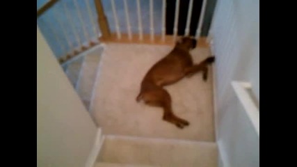 мързеливо куче слиза по стълбите