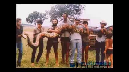 снимки на най - големите змии срещани някога 