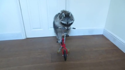 Енот кара колело