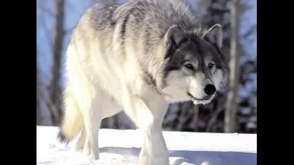 The Wolves