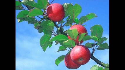 Иван Пановски - Две ябълки 