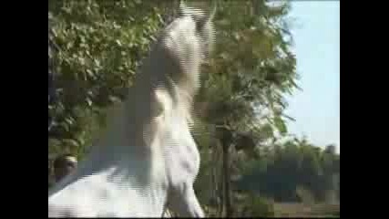 The Most Beautiful Horses - Arabian Horses