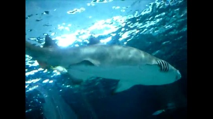 Myrtle Beach Aquarium - Shark