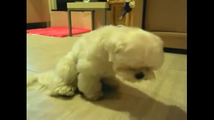 Sleepy Cutest Dog Ever