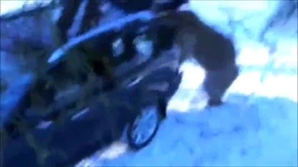 Мечка В Действие!