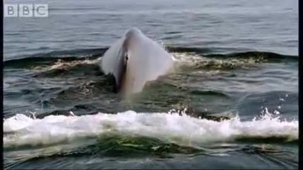 Син кит - Blue Planet - Bbc Wildlife 