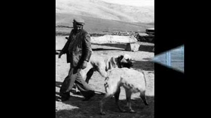 Кангал - Турското Овчарско Куче
