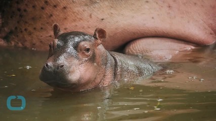 How Can This Adorable Baby Hippo Even Be Real?