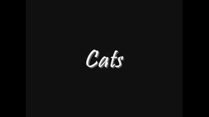 забавни котки и кучета