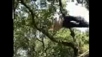 David Belle - Le parkour 