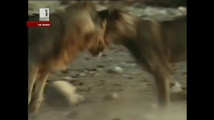 Яка реклама на Световното по футбол в Южна Африка през 2010 