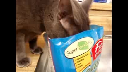 Котка се навира в пакет с бонбони