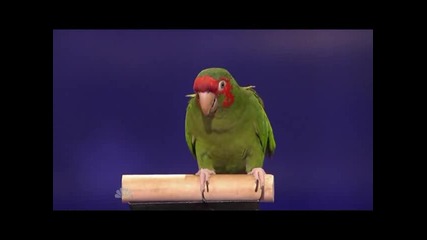 Този папагал вдигна публиката на крака!