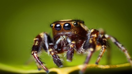 Паяци оплетоха в мрежата си градче в Гърция
