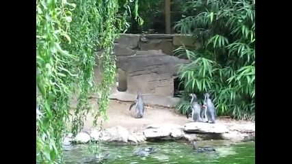 Пингвини преследват пеперуда 