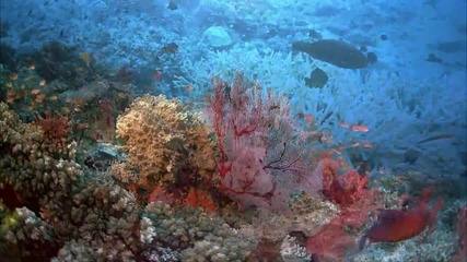 Едно от чудесата на Австралия - Големият бариерен риф