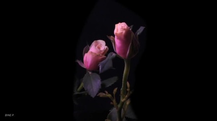 Milva Le Rose Rosse live