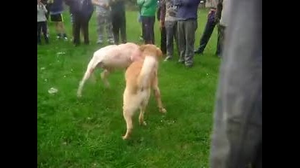 kavik v staro vreme
