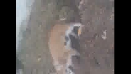 Video004.3gp