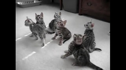 funny bengal kittens 