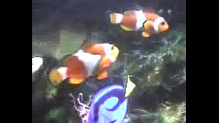 Риба Клоун И Танк