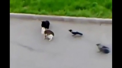 Компилация смешни котки