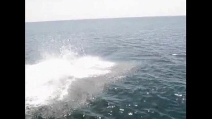 Освободиха кит от мрежа за акули