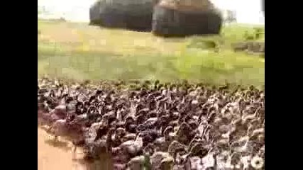 Цяла армия от патки ! 