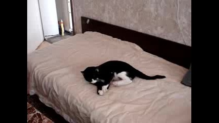 СМЕШНО ПАТАНЧЕ КОТЕ