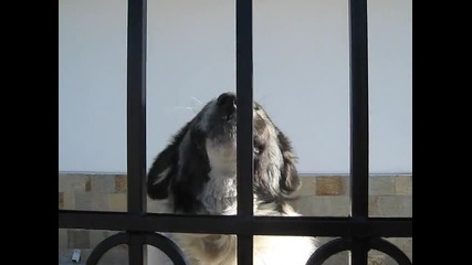 Каракачанско куче охранява своя дом.страхотно куче!!!гледането си заслужава.