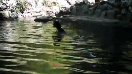 Прасе спасява коза