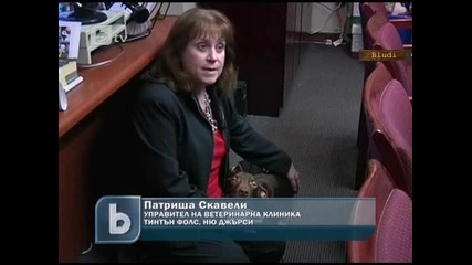 Фейсбук помага на изтезаван питбул