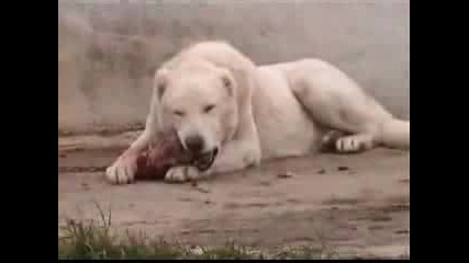 Kurdish Kangal Dog The Strongest The Biggest of the World.flv