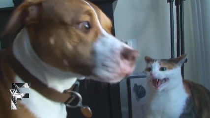 Бой без правила — Котки срещу Кучета